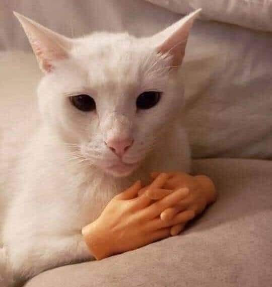 Chú mèo trắng đan tay trước ngực
