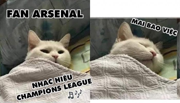 Mèo fan Arsenal nghe nhạc hiệu C1 đi ngủ mai bao việc