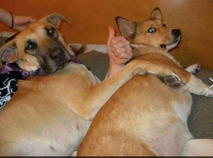 2 chú chó nằm cạnh nhau đưa ngón tay like