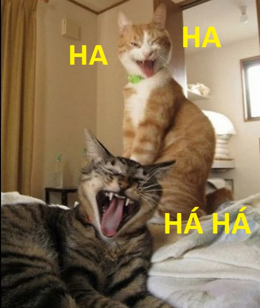 2 chú mèo cười ha ha há há