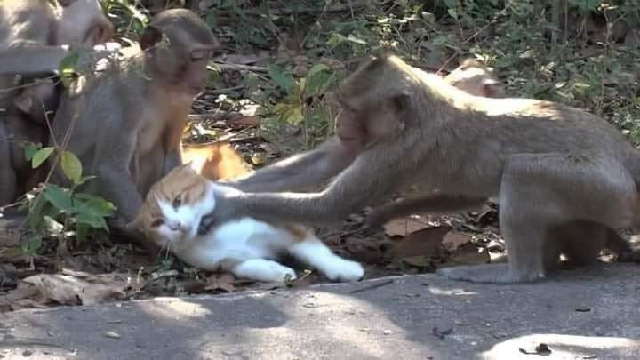 2 con khỉ bóp cổ con mèo