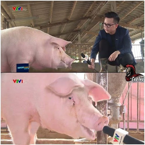 Lợn được VTV phỏng vấn - lần đầu lên tivi