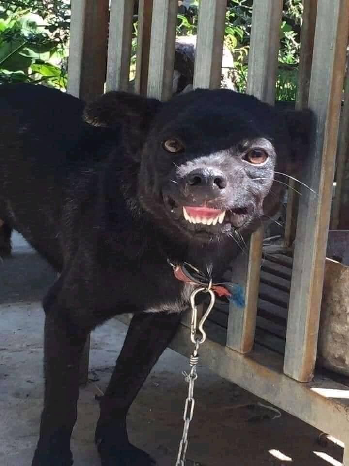 Chú chó đen nhe răng cười gượng gạo
