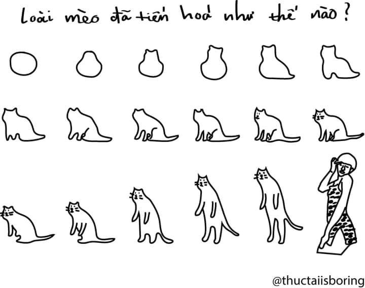 Sự tiến hoá của loài mèo