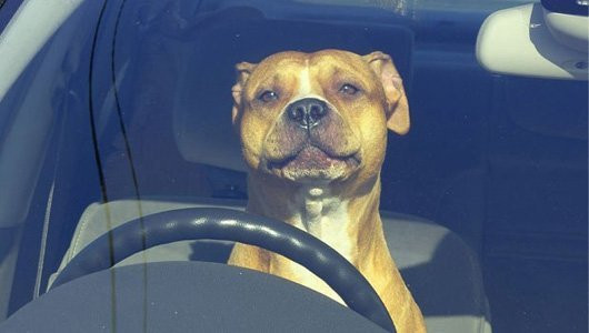 Ảnh chó lái xe - lái xe như chó
