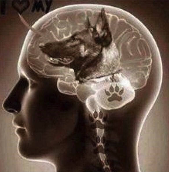 Ảnh chụp X quang đầu có bộ não hình ảnh chú chó