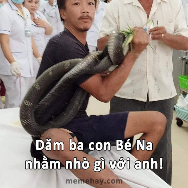 Dăm ba con Bé Na nhằm nhò gì - bị rắn hổ mang cắn mang luôn rắn đến bệnh viện
