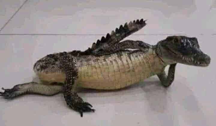 Cá sấu nằm chống tay làm dáng giống người người mẫu hóng chuyện