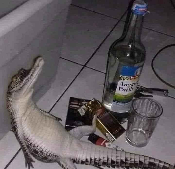 Cá sấu buồn ngồi thẫn thờ giữa rượu bia thuốc lá