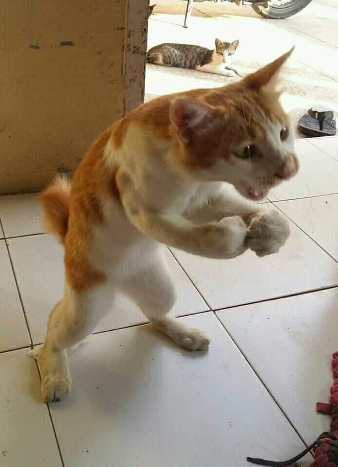 Mèo đứng giơ 2 nắm đấm muốn đánh nhau