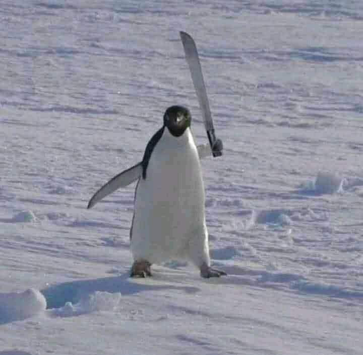 Chim cánh cụt đi cầm dao đi tìm ai đó