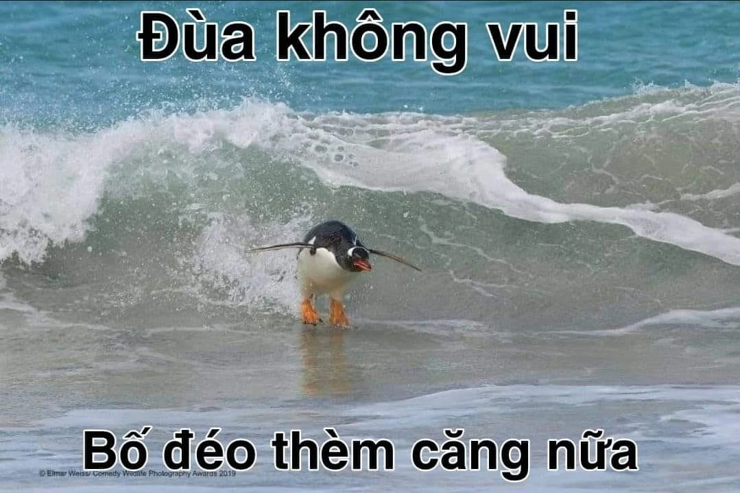 Chim cánh cụt lướt sóng nói đùa không vui, bố đéo thèm căng nữa