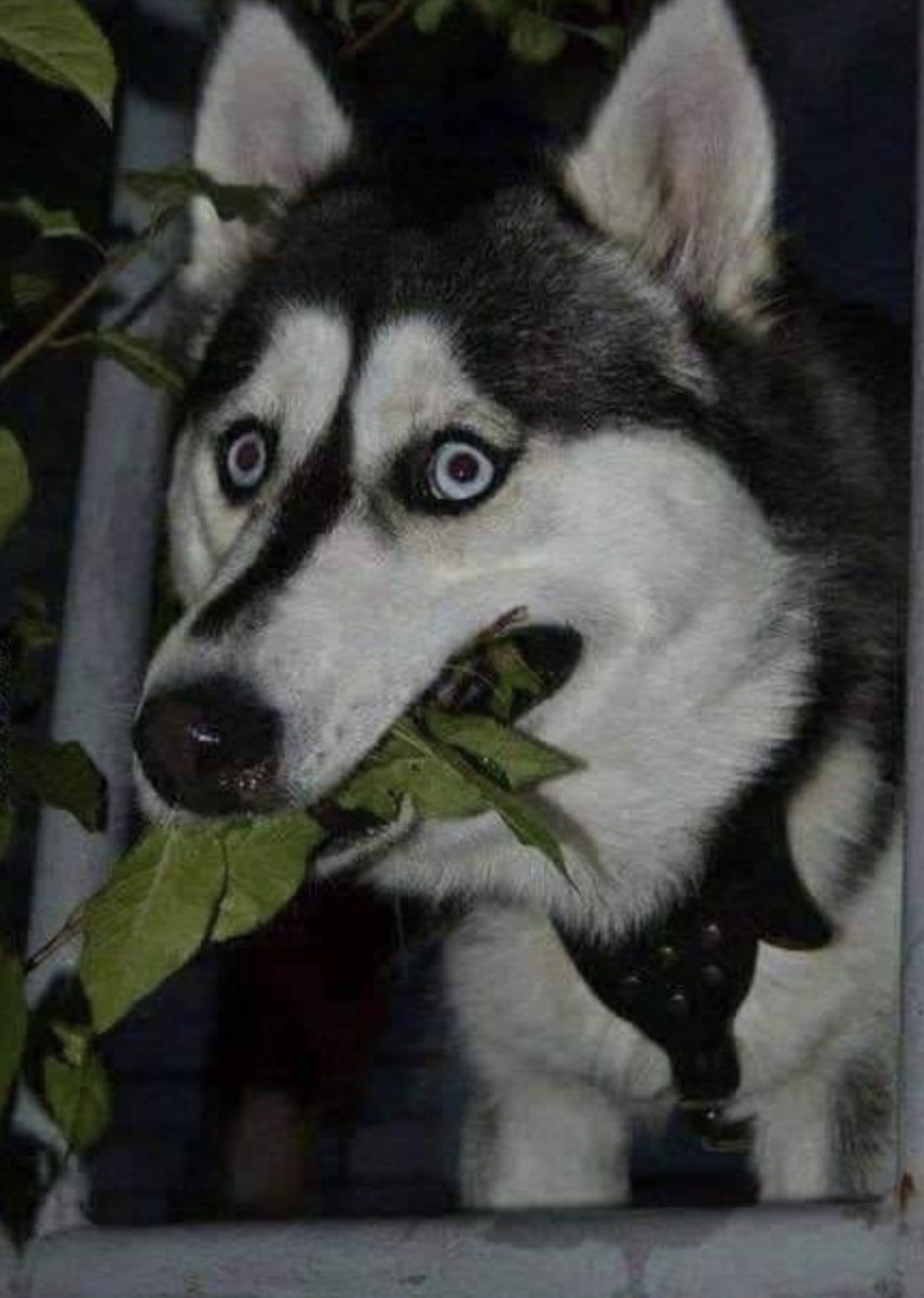 Chó ăn lá cây mặt lấm lét