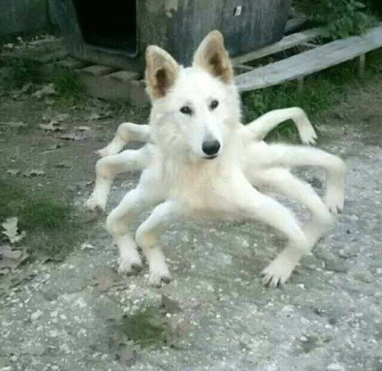 Chó có 8 chân giống như con nhện