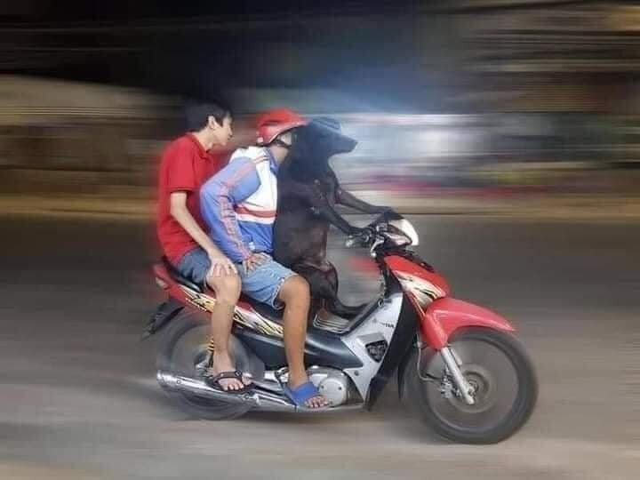 Chó đen chở 2 người đàn ông bằng xe máy