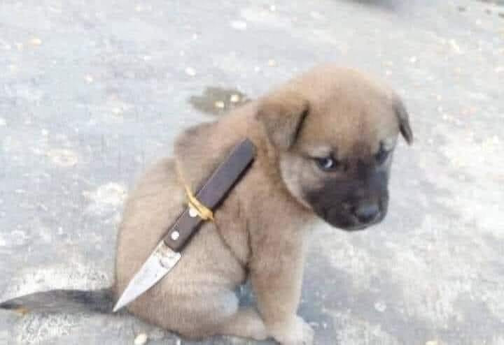 Chó đeo dao sau lưng lườm mắt nhìn
