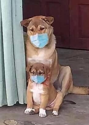 Chó mẹ và chó con buồn bã đeo khẩu trang