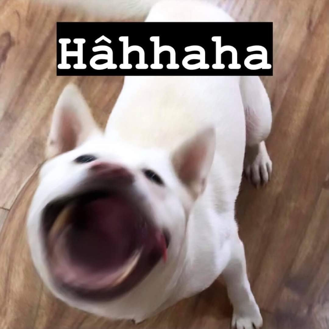 Chó Trắng Méo Mồm Cười Hahaha - Ảnh Chế Meme