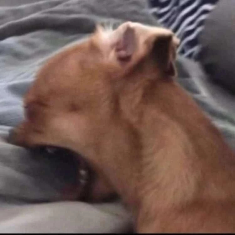 Chú chó nằm trên giường la hét đau đớn cắn vào nệm