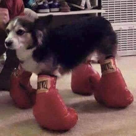 Chú chó đi giày bằng 4 đôi găng tay boxing
