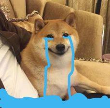 Chú chó khóc nước mắt chảy thành sông