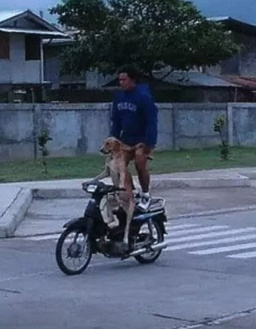 Chú chó lái xe máy chở người đàn ông đứng trên yên sau