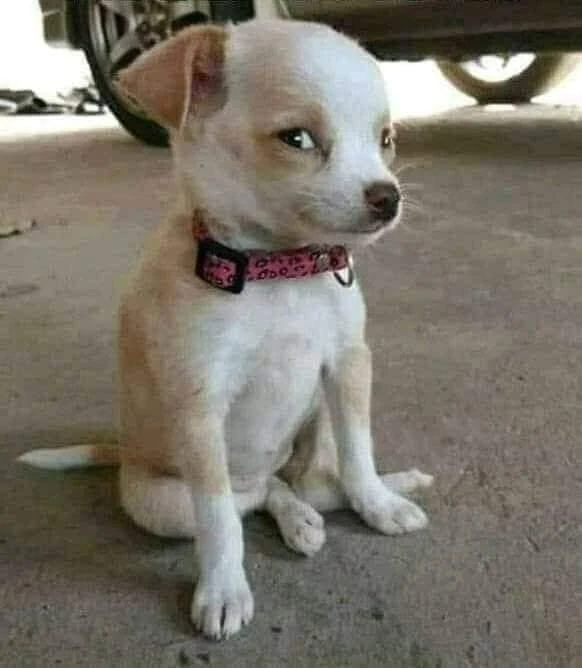 Chú chó ngồi có ánh mắt lườm nguýt