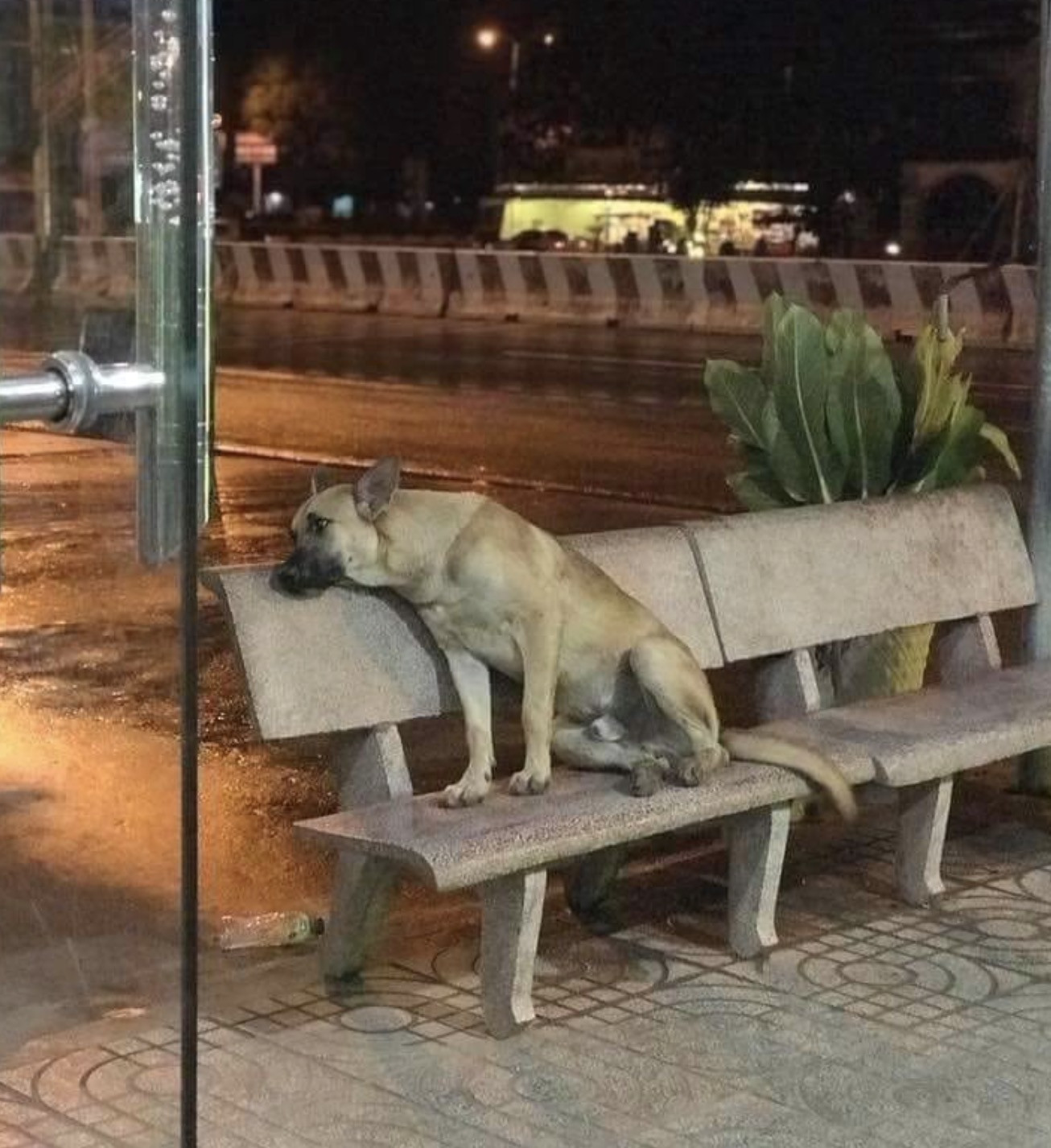 Chú chó ngồi trên ghế đá trầm tư buồn bã