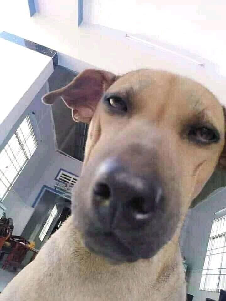 Chú chó vàng chụp ảnh selfie mặt đần thối