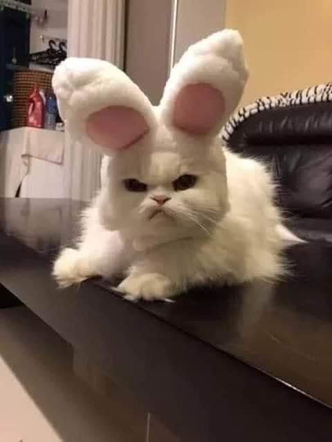 Chú mèo trắng đeo tai thỏ mặt khó chịu