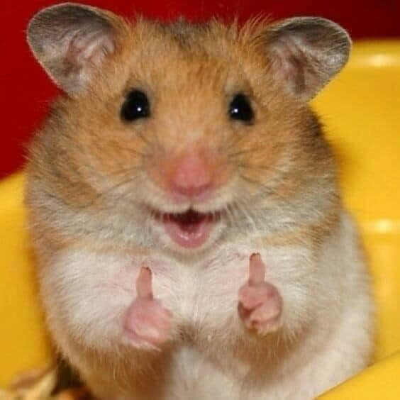 Chuột hamster đưa hai ngón tay lịke