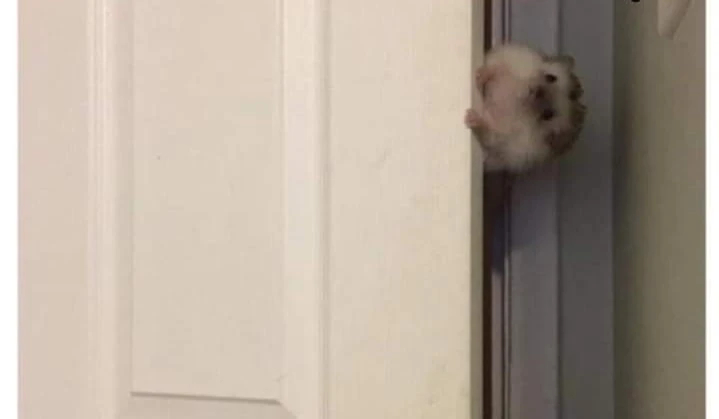Chuột mở hé cửa đưa đầu vào nhìn