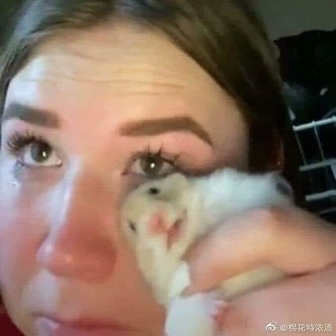 Cô gái dùng chuột Hamster lau nước mắt
