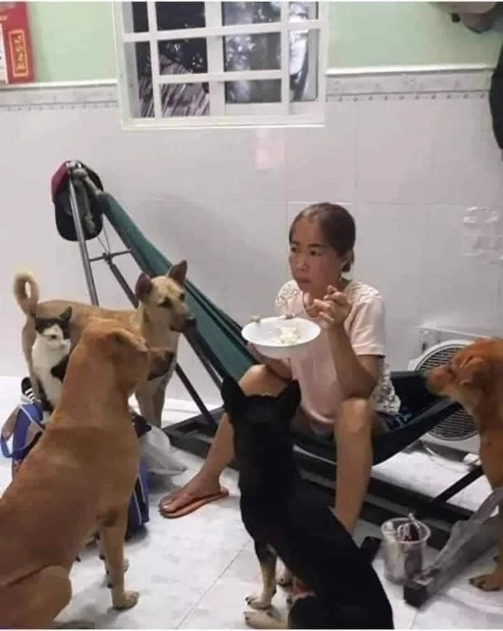 Cô gái ngồi võng ăn cơm bị đàn chó vây quanh nhìn chằm chằm