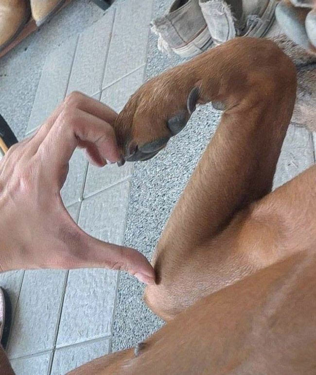 Đưa tay làm hình trái tim với chân chó