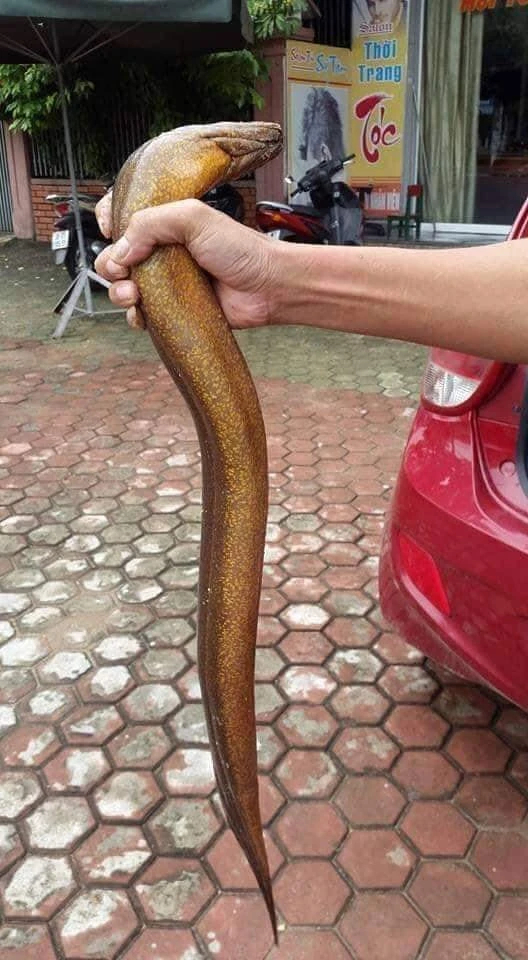 Hình ảnh tuốt lươn (tay cầm con lươn rất to)