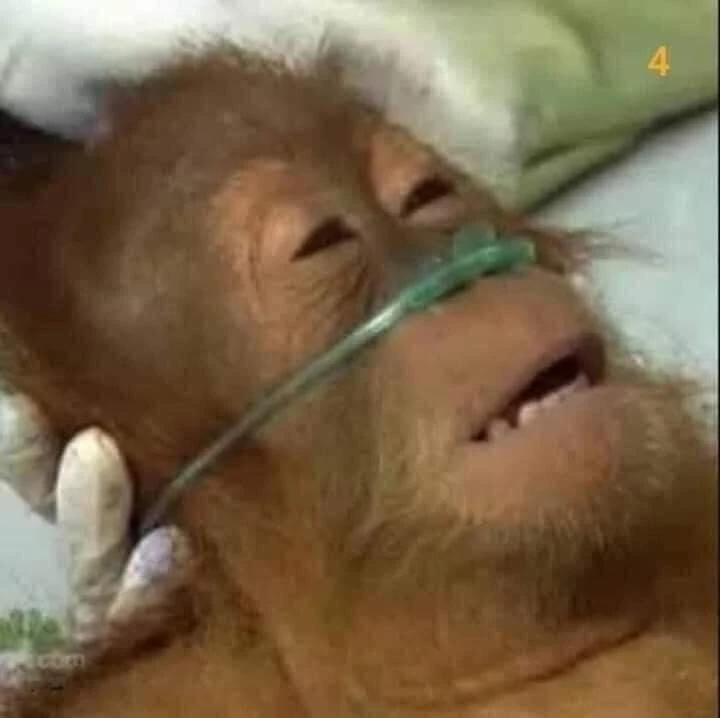 Khỉ được thở bằng ống dưỡng khí - meme xỉu