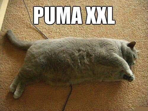 Mèo béo ú logo PUMA XXL