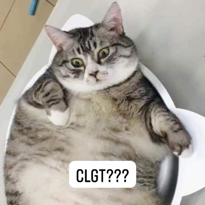 Mèo béo ú trợn mắt hỏi CLGT?