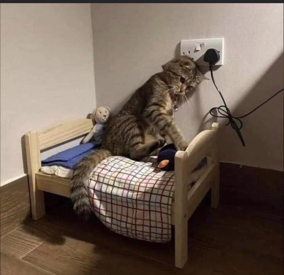 Mèo buồn bã ngồi trên giường tựa đầu vào ổ cắm điện