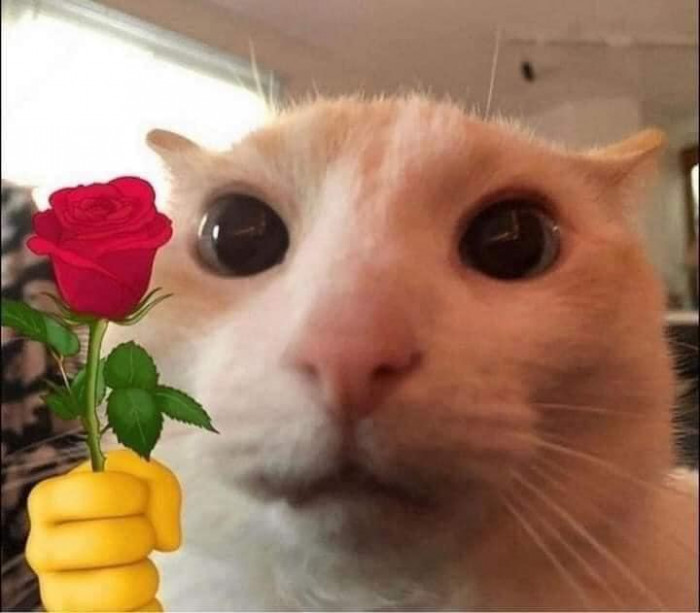 Mèo cầm bông hoa trên tay mạnh mẽ lên