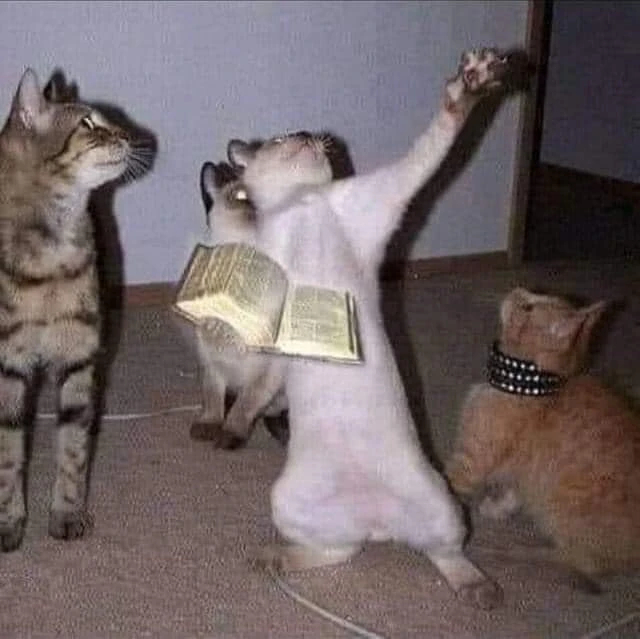Mèo cầm kinh thánh đưa tay làm phép