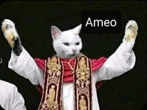 Mèo cha xứ nói ameo - amen