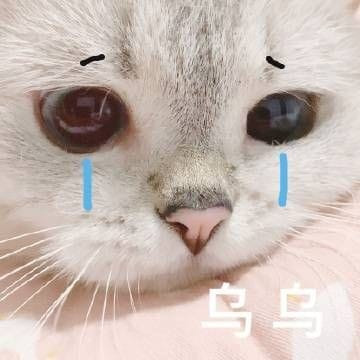 Mèo cute khóc mặt buồn bã