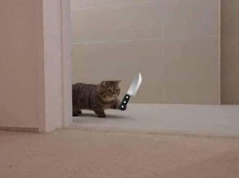 Mèo dễ thương chân ngắn cầm dao đi trong nhà