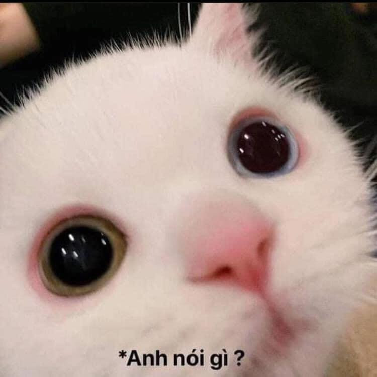 Mèo dễ thương tròn mắt hỏi anh nói gì?