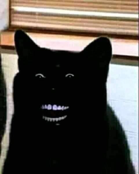 Mèo đen cười lộ hàm răng trắng bóng