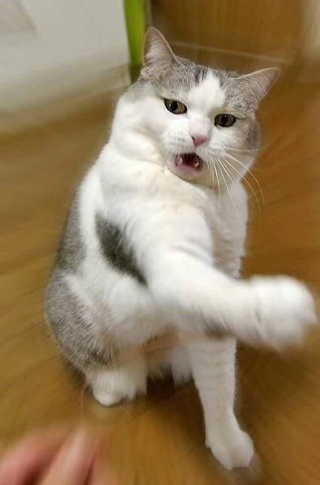 Mèo đưa tay giận dữ gạt phăng mọi thứ