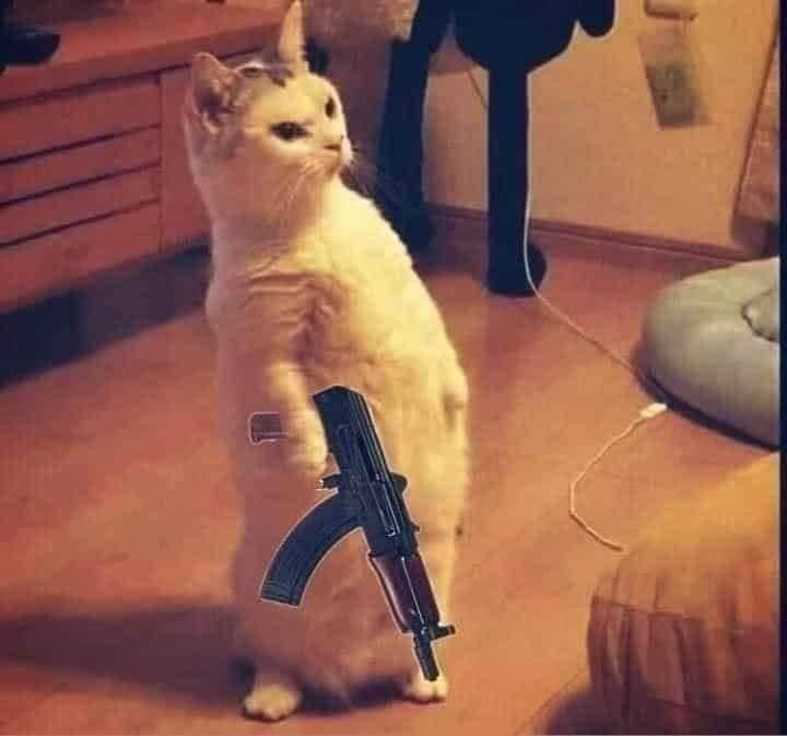 Mèo đứng hai chân như người, tay cầm súng AK47