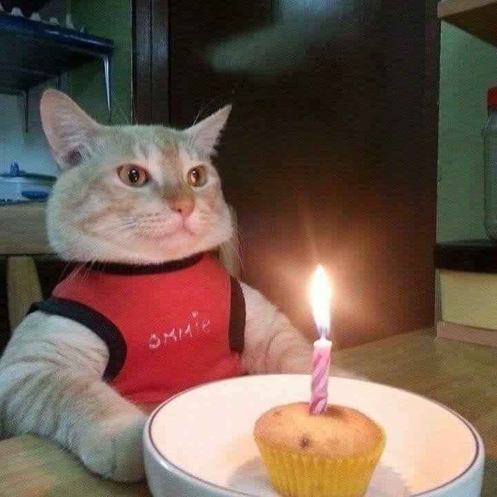 Mèo được thắp nến chúc mừng sinh nhật